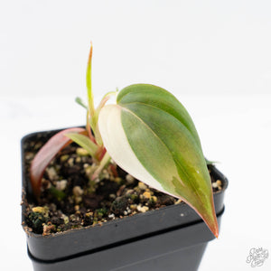 Philodendron Micans Albo/Pink Variegated (wk29-A)