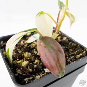 Philodendron Micans Albo/Pink Variegated (wk29-A)