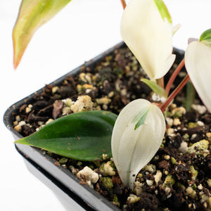 Philodendron Micans Albo/Pink Variegated (wk29-A)
