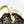 Philodendron Micans Albo/Pink Variegated (wk29-A)