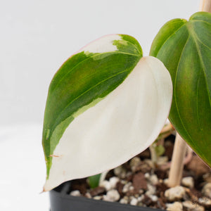 Philodendron Micans Albo/Pink Variegated (wk40-L18)