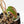 Philodendron Micans Albo/Pink Variegated (wk40-L18)