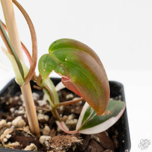 Philodendron Micans Albo/Pink Variegated (wk40-L18)