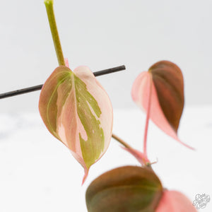 Philodendron Micans Albo/Pink Variegated (wk40-L18)