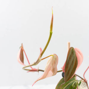Philodendron Micans Albo/Pink Variegated (wk40-L18)