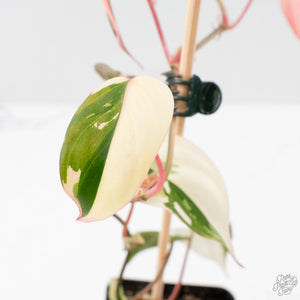 Philodendron Micans Albo/Pink Variegated (wk40-L18)