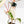 Philodendron Micans Albo/Pink Variegated (wk40-L18)