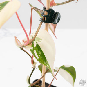 Philodendron Micans Albo/Pink Variegated (wk40-L18)