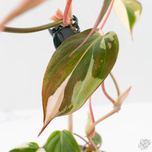Philodendron Micans Albo/Pink Variegated (wk40-L18)