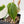Philodendron Micans Albo/Pink Variegated (wk40-L18)
