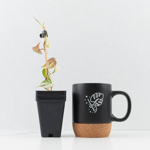 Philodendron Micans Albo/Pink Variegated (wk36-L240)