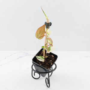 Philodendron Micans Albo/Pink Variegated (wk36-L240)