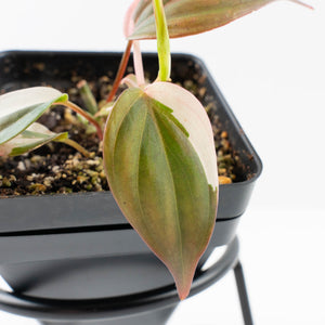 Philodendron Micans Albo/Pink Variegated (wk34-L47)