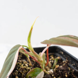 Philodendron Micans Albo/Pink Variegated (wk34-L47)