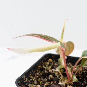 Philodendron Micans Albo/Pink Variegated (wk34-L47)