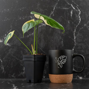 Philodendron Oxapapense Variegated (wk41-L341)