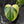 Philodendron Oxapapense Variegated (wk41-L341)