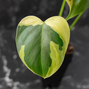 Philodendron Oxapapense Variegated (wk41-L341)