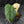 Philodendron Oxapapense Variegated (wk41-L341)