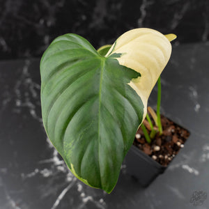 Philodendron Oxapapense Variegated (wk41-L341)