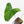 Philodendron Oxapapense Variegated aka 