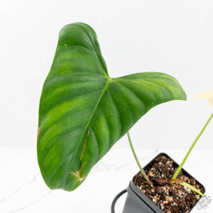 Philodendron Oxapapense Variegated aka "Philodendron sp. Tropicals" (wk18-A)