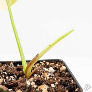 Philodendron Oxapapense Variegated aka "Philodendron sp. Tropicals" (wk18-A)