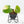 Philodendron Oxapapense Variegated aka 