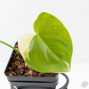 Philodendron Oxapapense Variegated aka "Philodendron sp. Tropicals" (wk21-C)