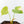 Philodendron Oxapapense Variegated aka 