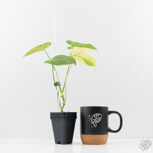 Philodendron Oxapapense Variegated aka "Philodendron sp. Tropicals" (wk23-C)