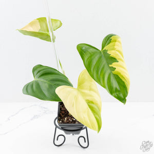 Philodendron Oxapapense Variegated aka "Philodendron sp. Tropicals" (wk23-C)