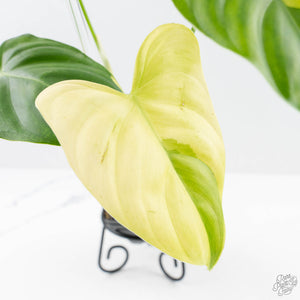 Philodendron Oxapapense Variegated aka "Philodendron sp. Tropicals" (wk23-C)