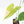 Philodendron Oxapapense Variegated aka 