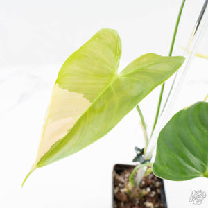 Philodendron Oxapapense Variegated aka "Philodendron sp. Tropicals" (wk23-C)