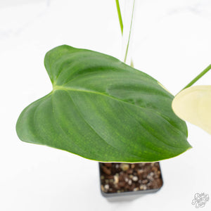 Philodendron Oxapapense Variegated aka "Philodendron sp. Tropicals" (wk23-C)