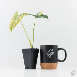 Philodendron Oxapapense Variegated aka "Philodendron sp. Tropicals" (wk24-E)