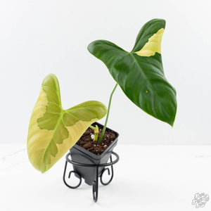 Philodendron Oxapapense Variegated aka "Philodendron sp. Tropicals" (wk24-E)