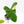 Philodendron Oxapapense Variegated aka 