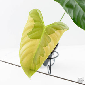 Philodendron Oxapapense Variegated aka "Philodendron sp. Tropicals" (wk24-E)