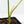 Philodendron Oxapapense Variegated aka 