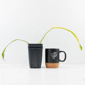 Philodendron Paloraense Variegated (wk31-UB)