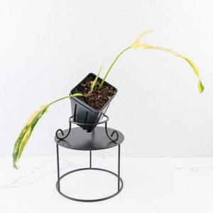 Philodendron Paloraense Variegated (wk31-UB)