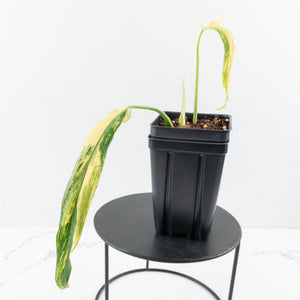 Philodendron Paloraense Variegated (wk31-UB)