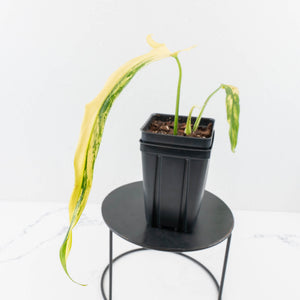 Philodendron Paloraense Variegated (wk31-UB)