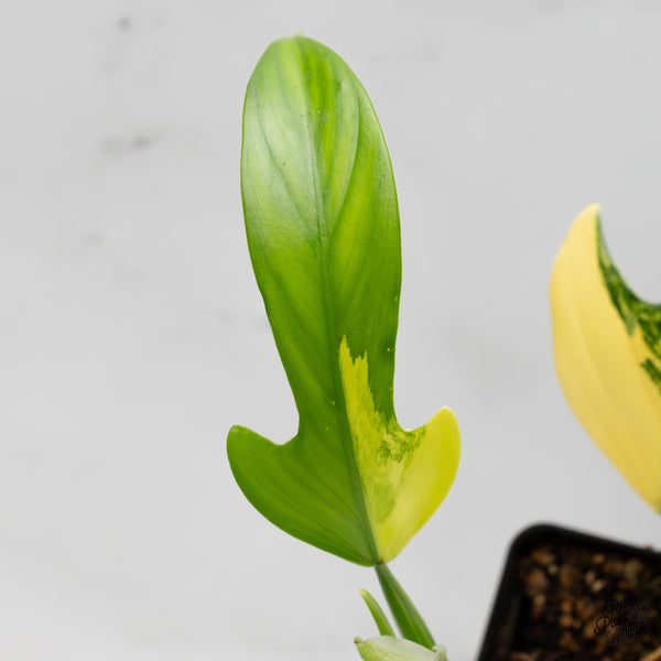 Philodendron Panduriforme Variegated (wk52-UH)