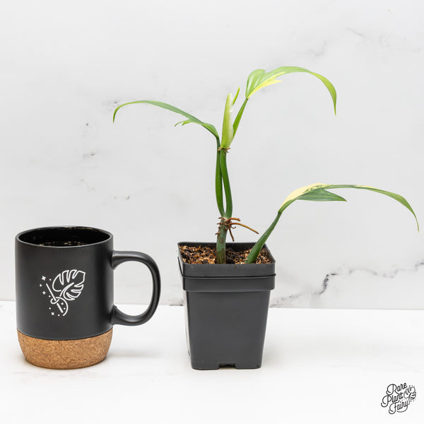 Philodendron Panduriforme Variegated (wk52-UH)