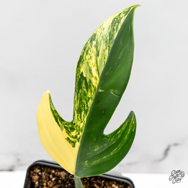 Philodendron Panduriforme Variegated (wk52-UH)