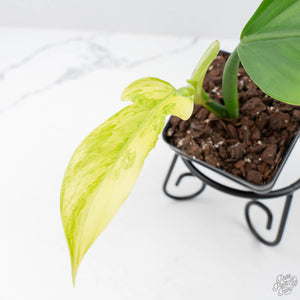 Philodendron Panduriforme Variegated (wk21-UA)
