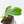 Philodendron Panduriforme Variegated (wk21-UA)